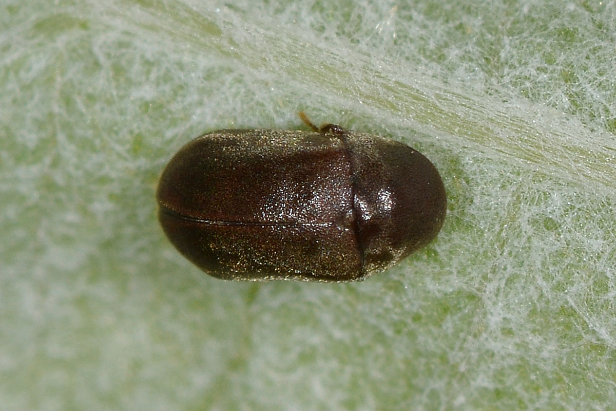 Anobiidae da id.:  Lasioderma serricorne